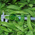 Nueva cosecha IQF Frozen Pea Pods